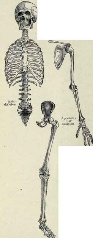 Fig. 226. The bones of the head and trunk forming the axial skeleton and those of the upper and lower extremities constituting the appendicular skeleton.
