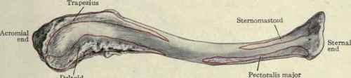 Fig. 230.   Right clavicle, upper surface.