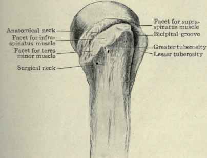 Fig. 234. Outer surface of upper end of humerus.