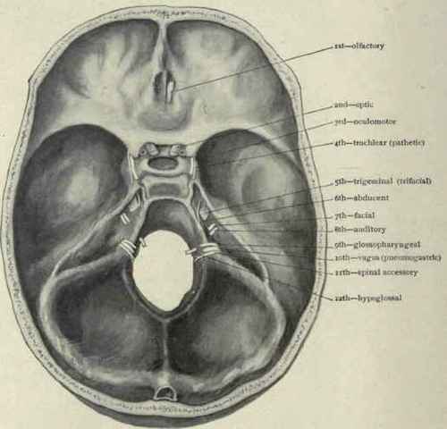 Fig. 25. Exit of cranial nerves at the base of the skull.