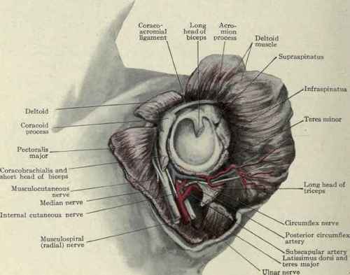 Fig. 263. Amputation of the shoulder by anteroposterior flaps. The upper extremity of the incision passes between the coracoid and acromion processes. The posterior flap is the larger.