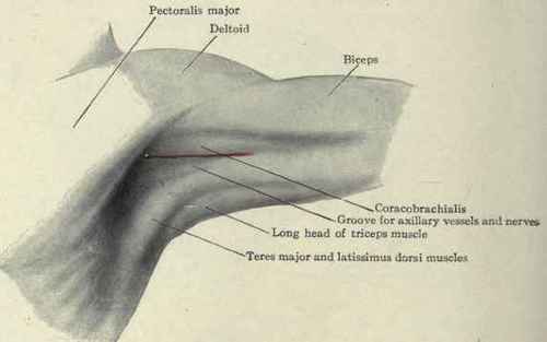 Fig. 270. Line indicating the course of the axillary artery.