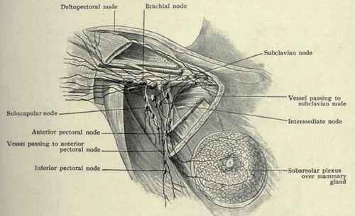 Fig. 275. Lymphatics of mammary gland, and axillary nodes. (Poirier and Cuneo).