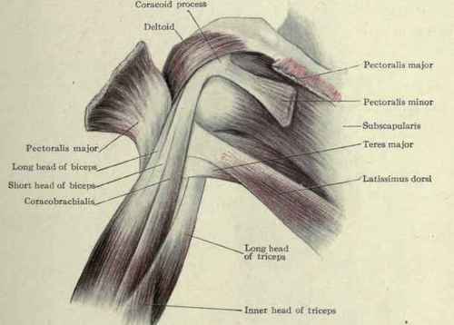 Fig. 279. Muscles of the anterior and internal aspects of the region of the shoulder.
