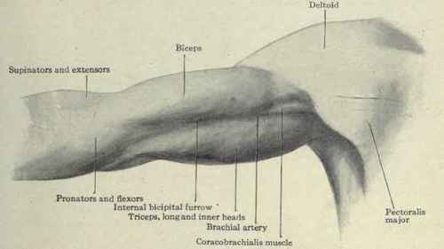 Fig. 284. Surface anatomy of the arm.