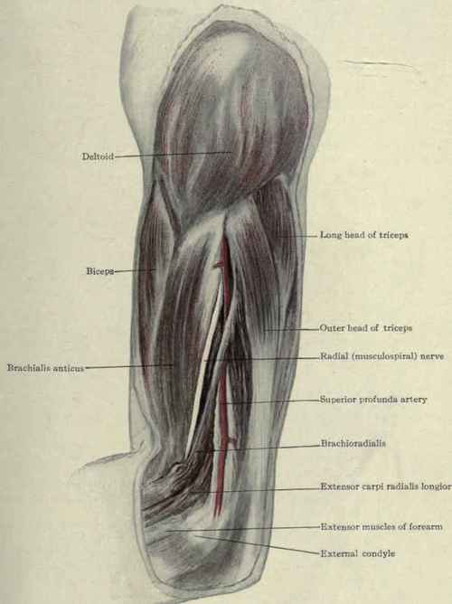 Fig. 291.   The radial (muscalospiral) nerve and outer side of arm.