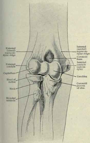 Fig. 292. Anterior view of bones of right elbow.