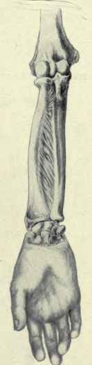 Fig. 321. Position of the bones of the forearm when the hand is in the position of supination.