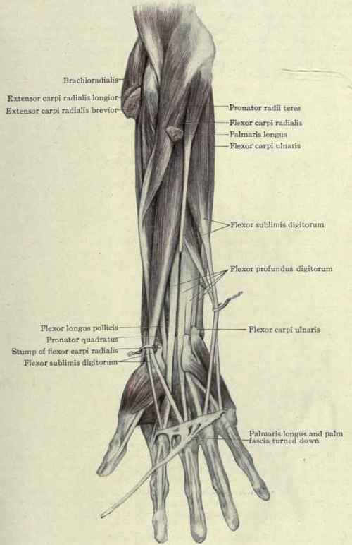 Fig. 323. Dissection showing the muscles of the forearm, especially the long flexor muscles of the fingers.