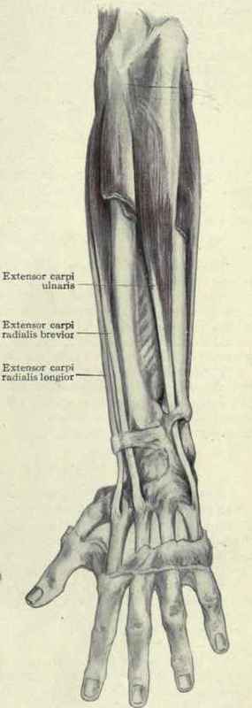 Fig. 325. The extensor muscles of the wrist.