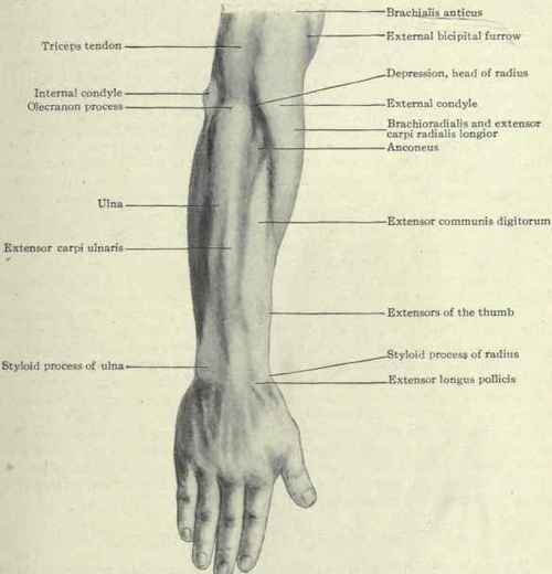 Fig. 328. Surface anatomy of the back of the forearm.