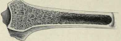 Fig. 338. Sawn section through the lower end of the radius to show its cancellous structure.