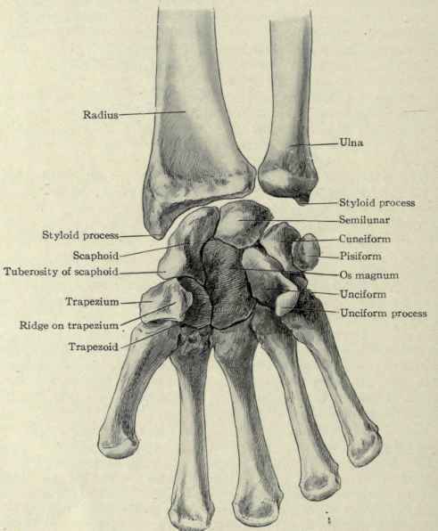 Fig. 339. Anterior view of the lower ends of the radius and ulna and the carpal bones.