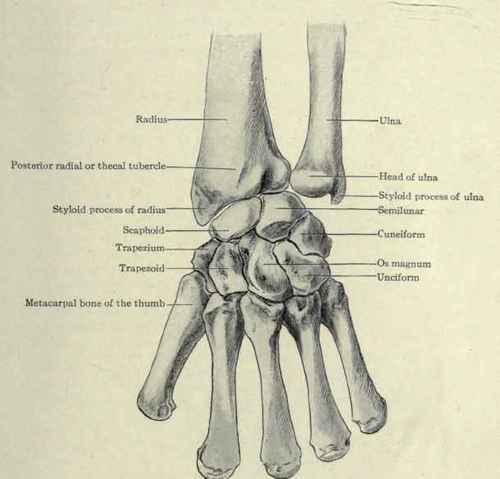 Fig. 340. Posterior view of the lower end of the radius and ulna and the carpal bones.