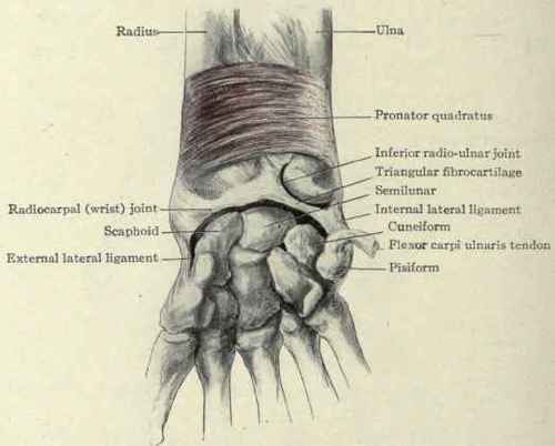 Fig. 341.   The wrist joint and inferior radioulnar articulation.