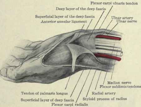 Fig. 345. Dissection showing the fascias of the anterior portion of the wrist. The superficial layer is continuous with the palmaris longus muscle and palmar fascia; the deep layer is continuous with the anterior annular ligament.
