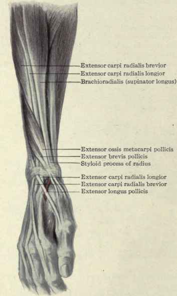 Fig. 346. Muscles of the radial side of the wrist.
