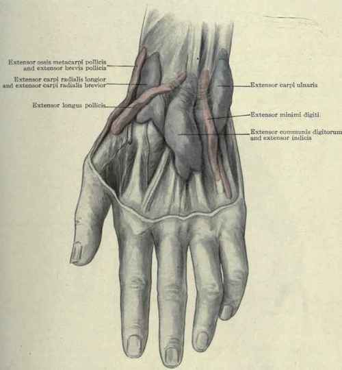 Fig. 347. The sheaths of the extensor tendons on the back of the wrist distended with wax to show their extent.