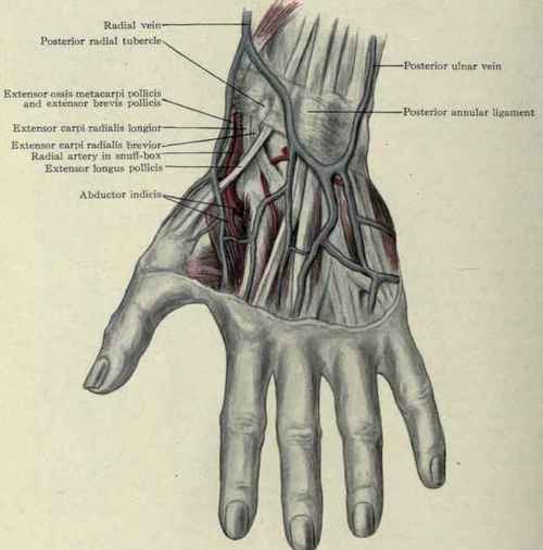 Fig. 348. View of the anatomical snuff box and the radial artery passing through it.