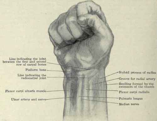 Fig. 349. Surface anatomy of anterior surface of wrist.