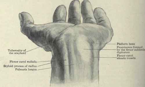 Fig. 350. Surface anatomy of the anterior portion of the wrist.
