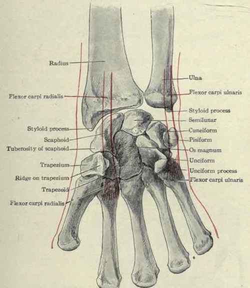 Fig. 360. Anterior view of the bones of the carpus and metacarpus, showing insertion of the two carpal flexor muscles.