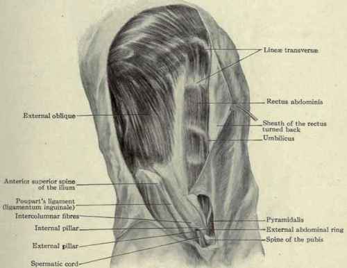 Fig. 387. The external oblique, rectus abdominis, and pyramidalis muscles.