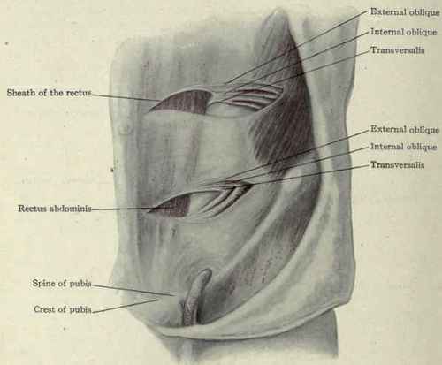Fig. 388. Sneath of the rectus abdominis muscle.