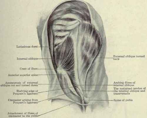 Fig. 389. Internal oblique muscle.