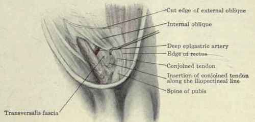 Fig. 401. The conjoined tendon of the internal oblique and transversalis muscles.