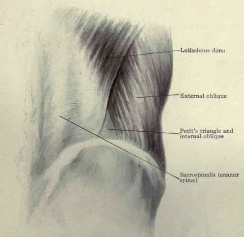 Fig. 407. The lumbar region, superficial view.