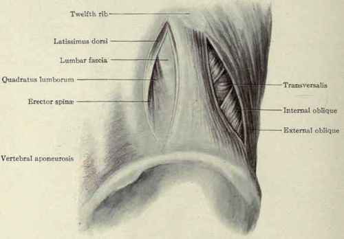 Fig. 411. Lumbar incisions for operations on the kidney, showing the direction of the muscular fibres.