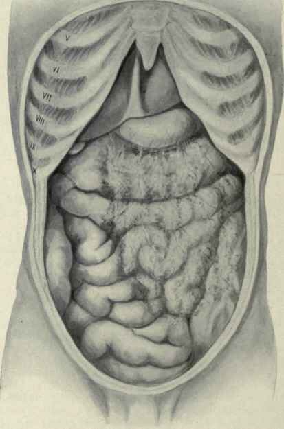 Fig. 414. View of the abdominal organs in situ. Beneath the ensiform process is seen the liver with the round ligament to the right of the median line, below come the stomach, then the transverse colon, and lower down the small intestines, over which is spread the great omentum. In the right iliac region is seen the ascending colon and in the left the termination of the descending colon.