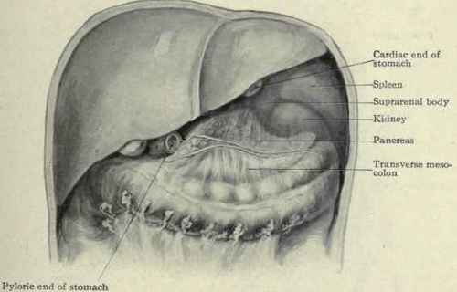 Fig. 415. The bed of the stomach. The stomach has been removed showing the surrounding structures.