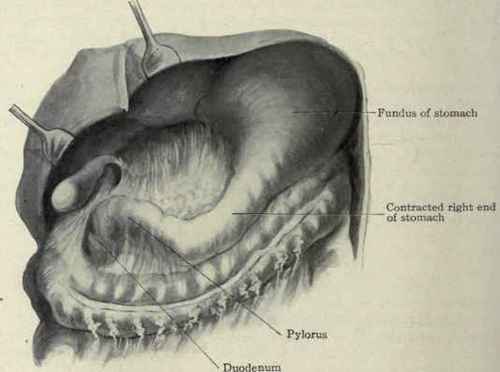 Fig. 417. Showing the right end of the stomach normally contracted to near the size of the duodenum. From an actual specimen.