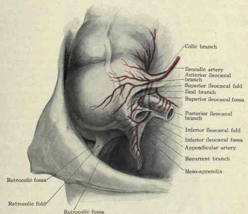 Fig. 424. The appendix and ileocaecal region, showing the folds, fossae, and arteries.