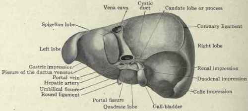 Fig. 429. View of the posterior and inferior surfaces of the liver.