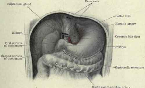 Fig. 430. The bed of the liver. The liver has been removed to show the surrounding structures.
