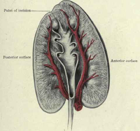 Fig. 435. Transverse section of the kidney. The renal artery is seen dividing into anterior and posterior branches. Incisions into the organ are to be made as indicated on the posterior surface just back of the prominent edge.