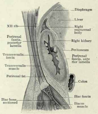 Fig. 436. Diagrammatic longitudinal section, showing relations of supporting tissue to right kidney. (Gerota).