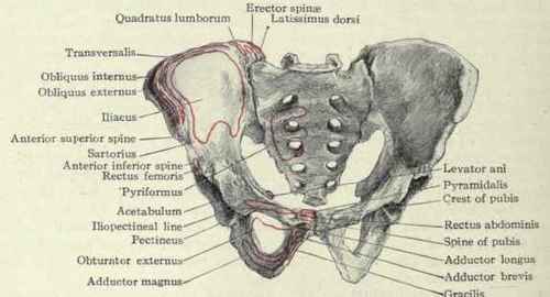 Fig. 438. The male pelvis, front view.