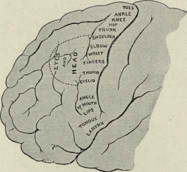 Fig. 44.   Diagram illustrating the motor areas of the lateral surface of the brain.