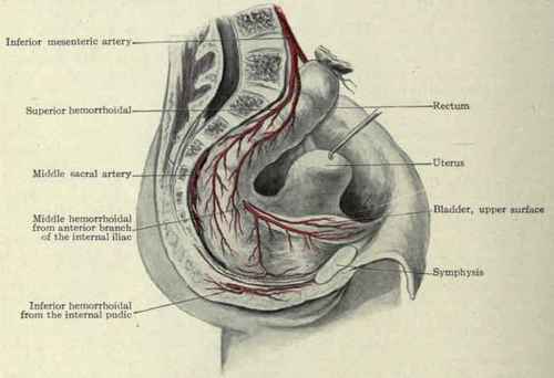 Fig. 446. The blood supply of the rectum.