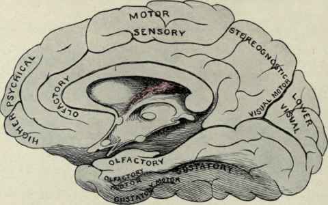 Fig. 45.   Diagram illustrating the probable functions of the gyri (convolutions) of the medial surface of the brain.