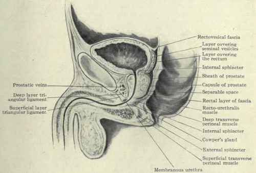 Fig. 454.   The prostate and its fascias.