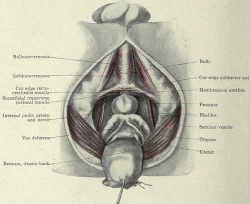 Fig. 456. The prostate gland and seminal vesicles exposed by dividing the external sphincter and recto urethralis muscle and pulling the rectum forcibly back.