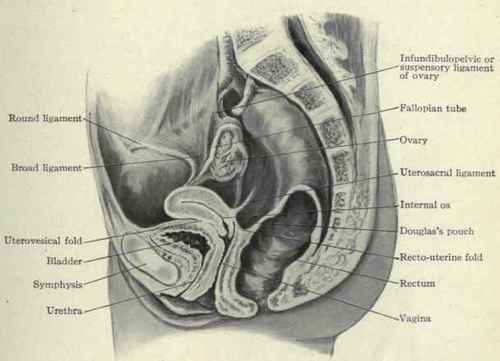 Fig. 458. Lateral view of the interior of the female pelvis.