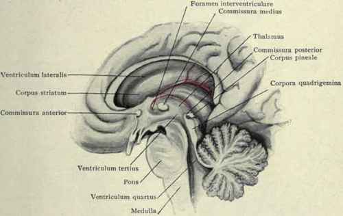 Fig. 46.   Foreshortened view showing corpus striatum, thalamus, corpora quadrigemina, lateral, third, and fourth ventricles, etc.