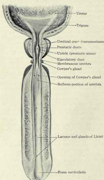Fig. 473. The male urethra
