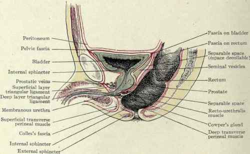 Fig. 476. Perineal spaces.